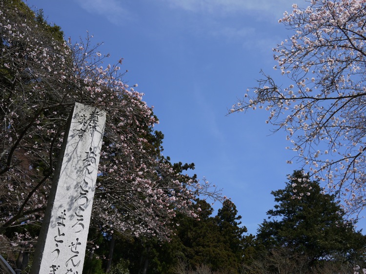 桜2016 晴れ_f0169147_16572185.jpg