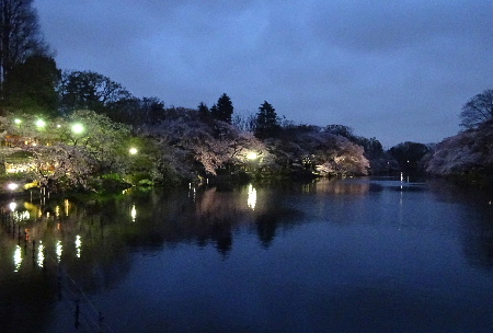 夜の井の頭公園_e0172950_754070.jpg