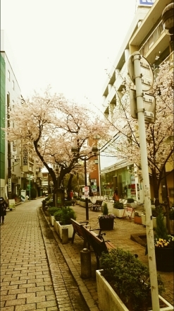 東京は桜が満開。_e0254750_10335941.jpg