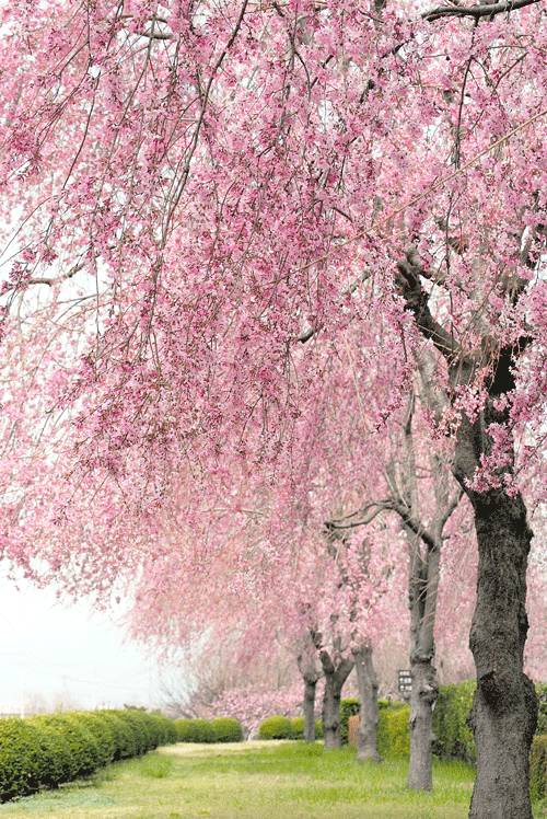 a0001354_23323598.gif