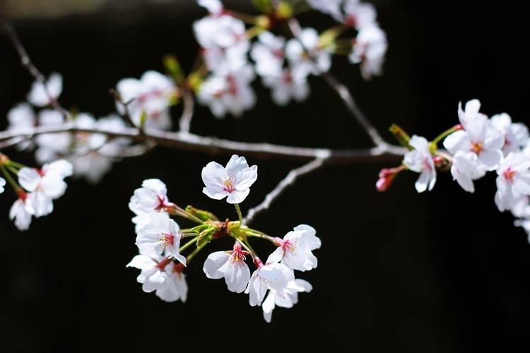 SAKURA_a0360255_21590241.jpg