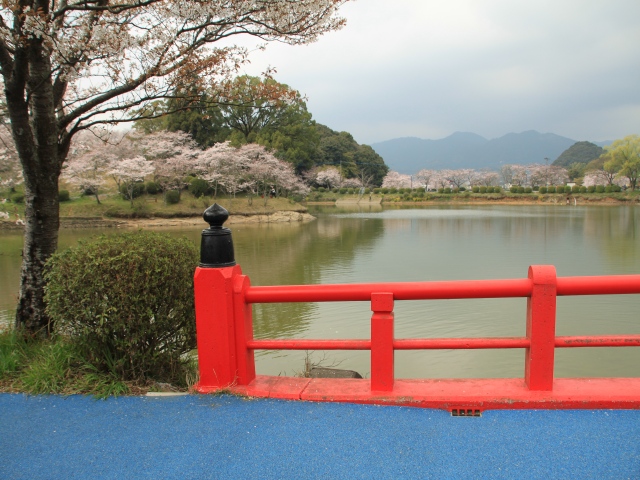 九州の小京都、秋月の桜を尋ねて_b0124456_21172291.jpg