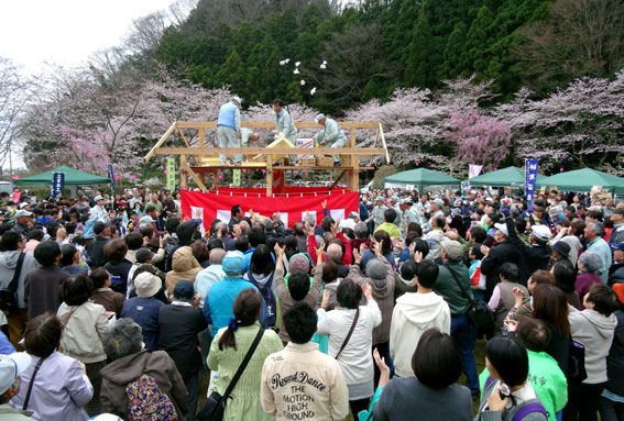 七分咲き桜ものと「さくら祭り」が開かれました_b0145257_13524752.jpg