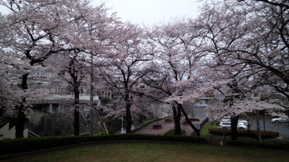 ４月２日　振り出しに戻る   コダヌキ公園×２_b0306158_20111111.jpg