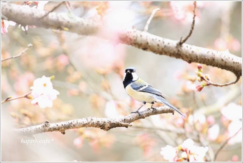 待ちわびて・・・桜♪_a0167759_1315222.jpg