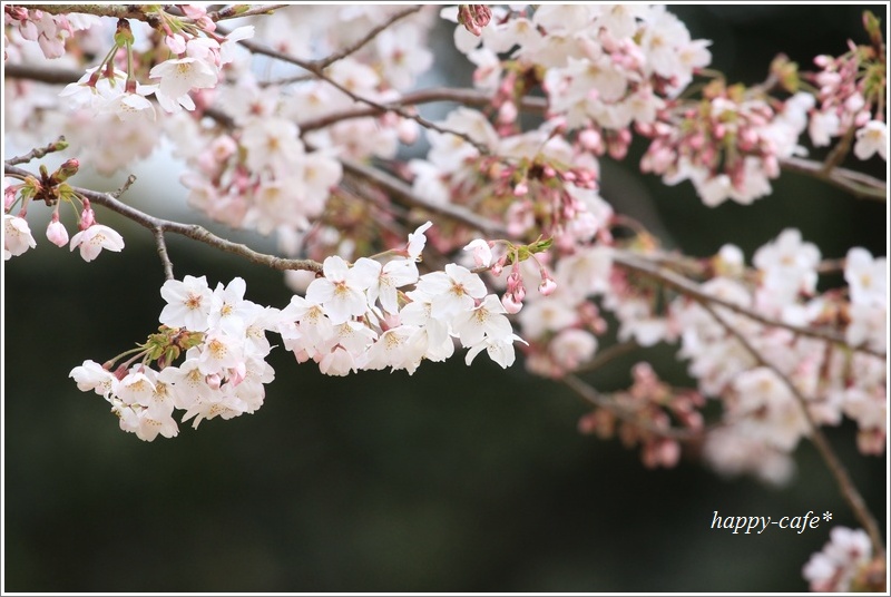 待ちわびて・・・桜♪_a0167759_14205374.jpg