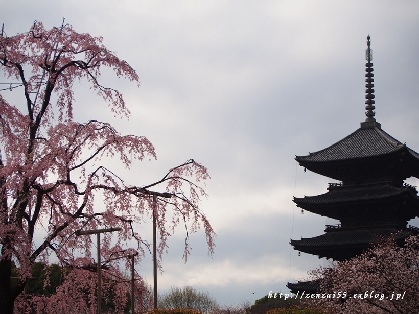 桜~東寺~_a0331259_17330684.jpg