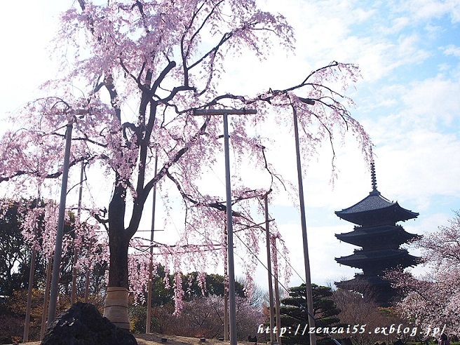 桜~東寺~_a0331259_17341095.jpg