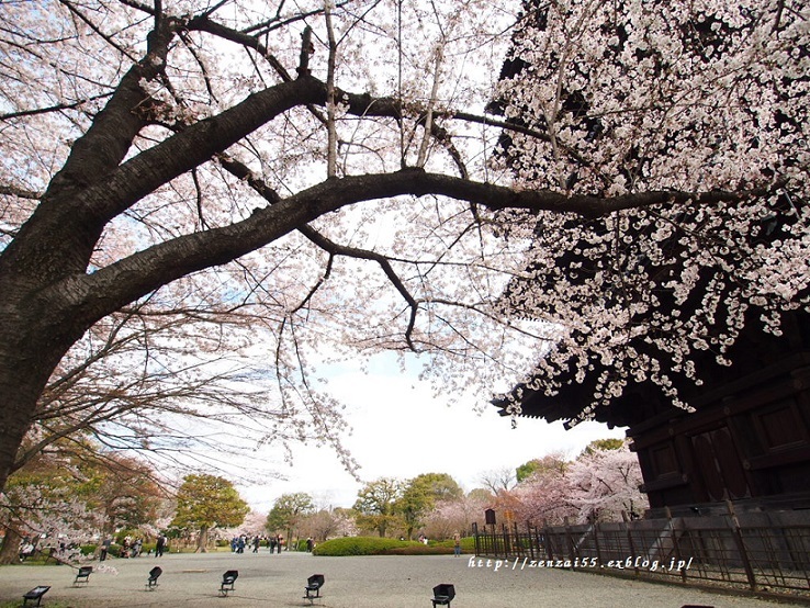 桜~東寺~_a0331259_17362418.jpg