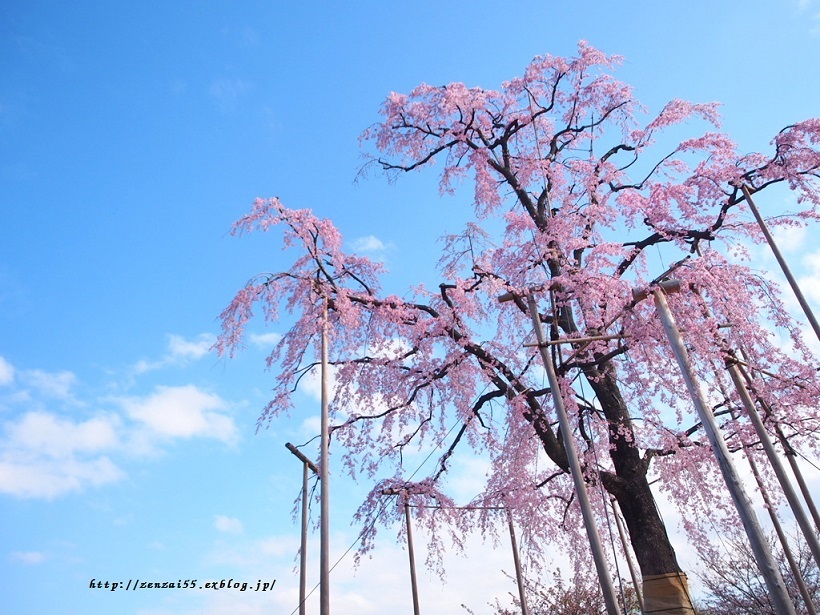 桜~東寺~_a0331259_17362919.jpg