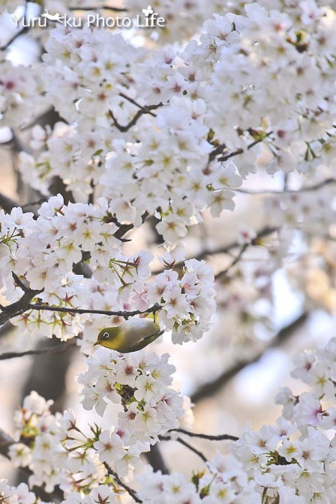 Cherry Blossoms_e0166059_2020167.jpg