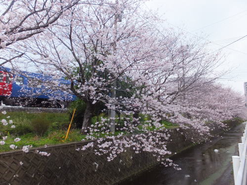 桜、満開_d0336460_00010824.jpg