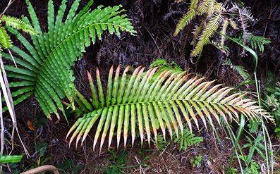 ヒリュウシダ Blechnum orientale _f0165160_11172656.jpg