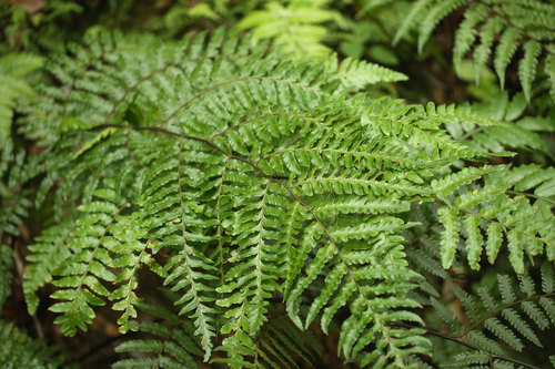 クロヘゴ（オニヘゴ）Cyathea podophylla : 鳥平の自然だより