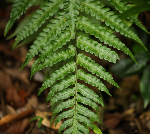クロヘゴ（オニヘゴ）Cyathea podophylla : 鳥平の自然だより