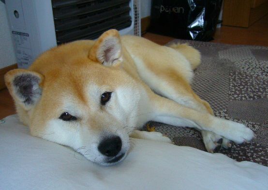 ’16,4,2(土)羽生君は優勝できるかな?_f0060461_833220.jpg