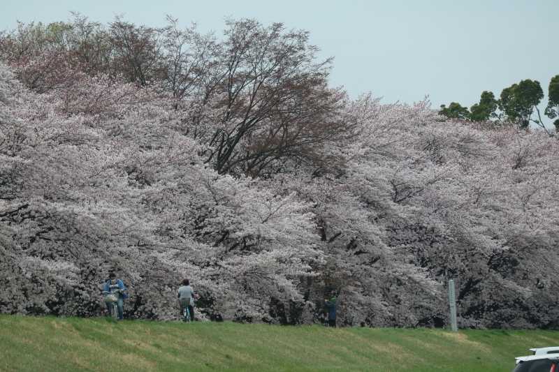 お花見さんぽ（高崎/乗附緑地.八千代河川敷.護国神社）_f0345263_23001282.jpg