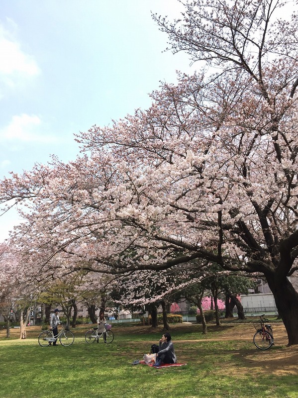 お花見_b0117564_1651344.jpg