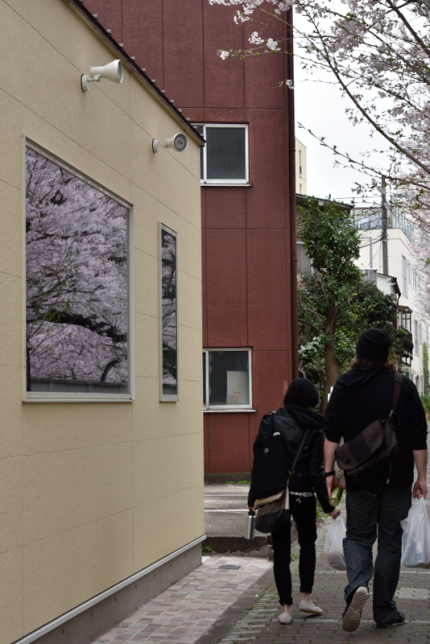 SAKURA2016（花曇り編）_f0065768_19334782.jpg