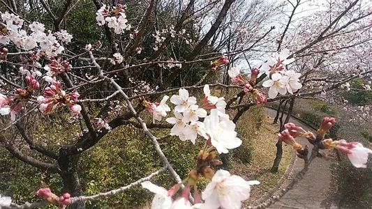 プチ便り( 春休み① )_a0206870_22525655.jpg