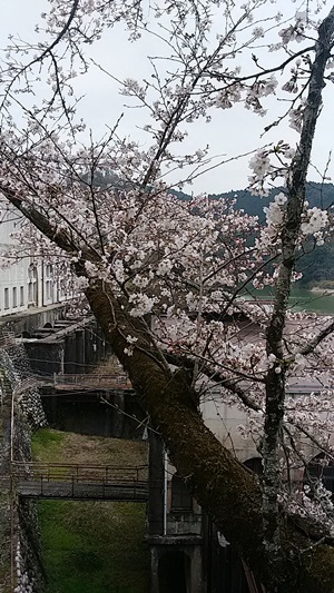 プチ便り( 春休み② )_a0206870_2325527.jpg