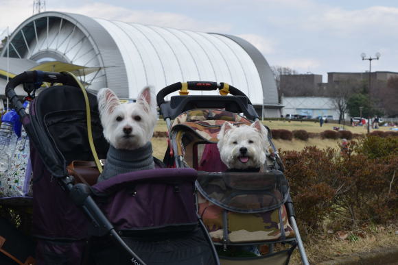 ♪ ダニエル 航空公園～楽しい撮影会～(*ﾟ▽ﾟ*) ♪_b0242873_01092511.jpg