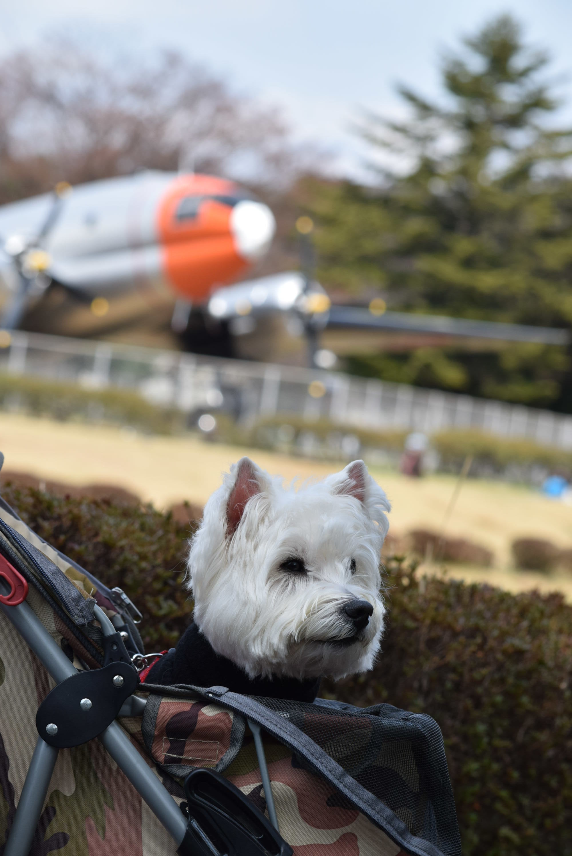 ♪ ダニエル 航空公園～楽しい撮影会～(*ﾟ▽ﾟ*) ♪_b0242873_01101736.jpg