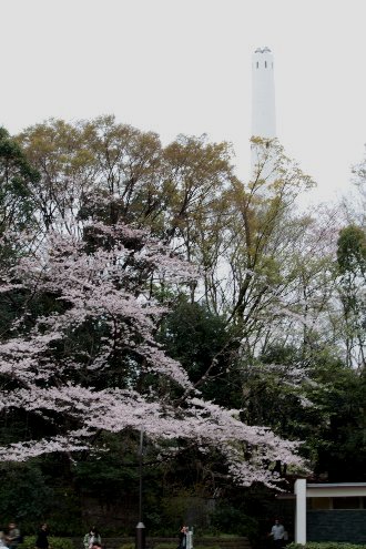 光が丘公園　桜状況＾＾v_c0124773_1639482.jpg