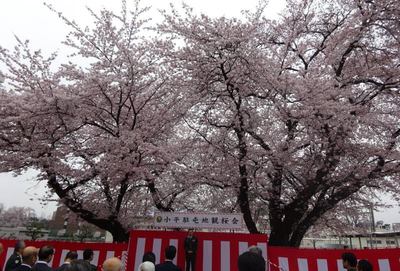 お花見 佐野いくおのブログ