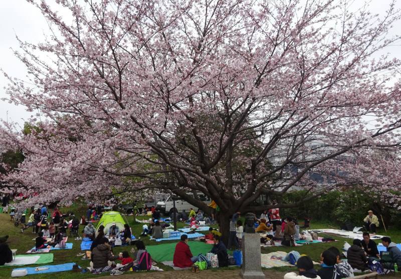 お花見 佐野いくおのブログ