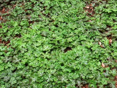 f0140773_15481270.gif