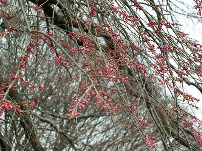 f0140773_15484714.gif