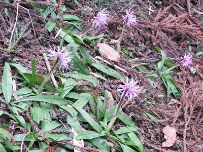 f0140773_15495819.gif