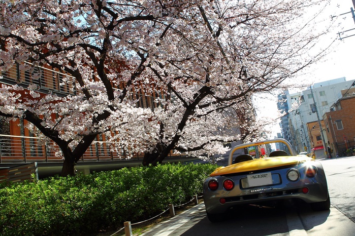 ２０１６ 桜 （大阪木材仲買会館）_f0032275_23145528.jpg