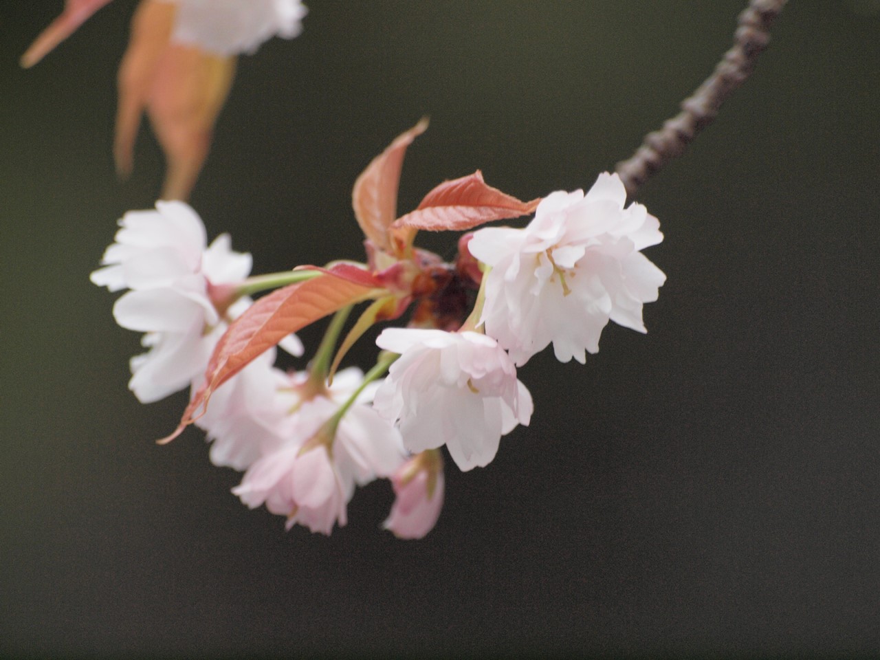 『願成寺の中将姫誓願桜と林陽寺の枝垂桜と新境川の百十郎桜』_d0054276_20165657.jpg