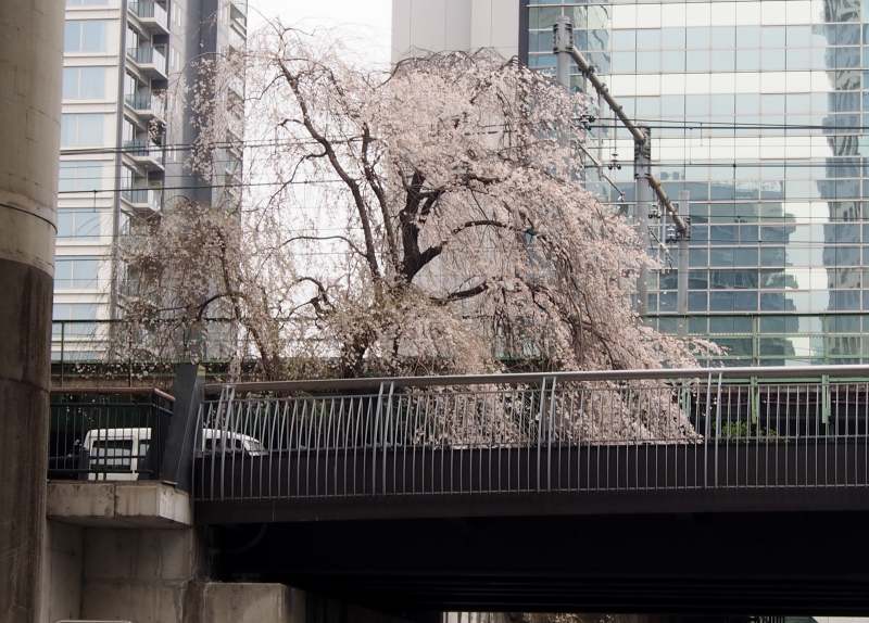 神田川めぐりと深川の桜周遊クルーズ ０３３０_c0183777_17372535.jpg