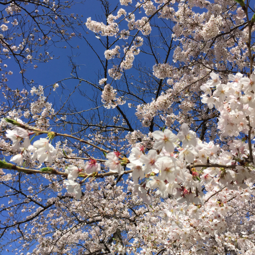 桜  咲く…_d0158279_13012404.jpg