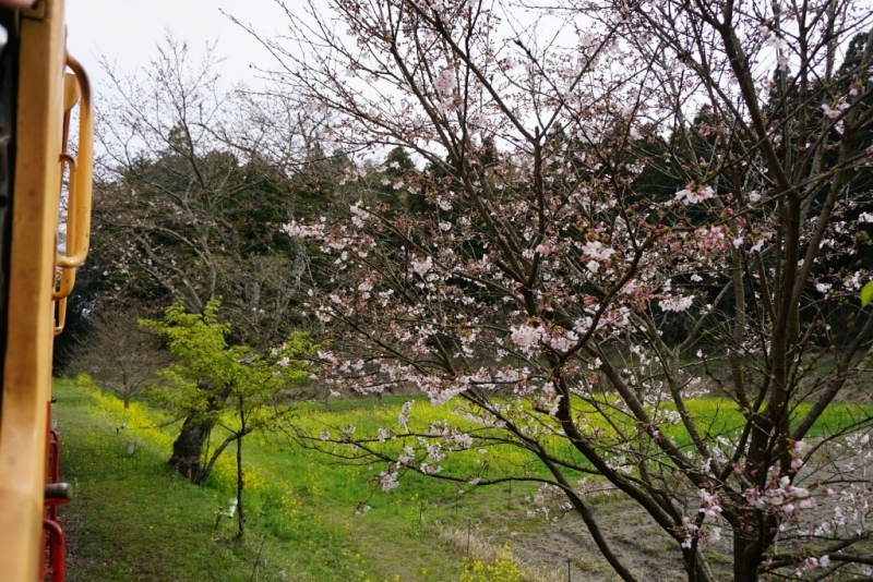 小湊鉄道 乗り鉄 撮り鉄ツアー(その3)_d0341483_17132447.jpg