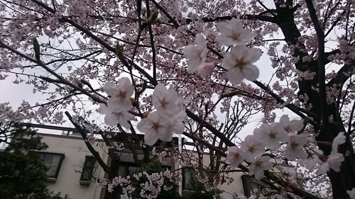 「春爛漫、鳩森さんの桜」_a0075684_0505582.jpg