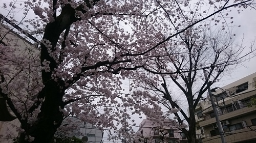 「春爛漫、鳩森さんの桜」_a0075684_0505649.jpg