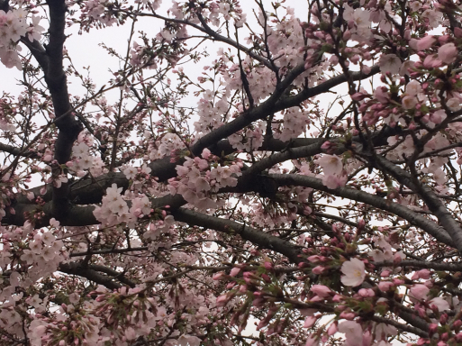 宝土寺の桜。_d0096585_21042657.jpg