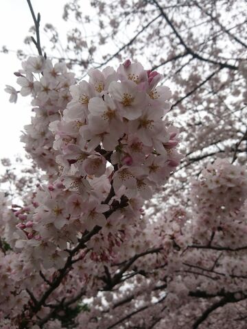 東京の桜とＢ．ＬＥＡＧＵＥショップ_e0191985_17131076.jpg
