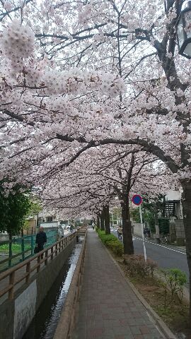 東京の桜とＢ．ＬＥＡＧＵＥショップ_e0191985_1713986.jpg