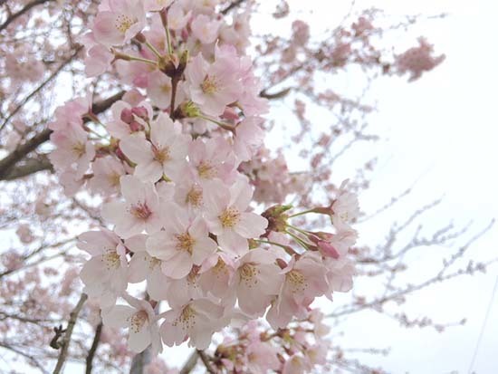 子ども部屋の新しい椅子_c0293787_08561856.jpg