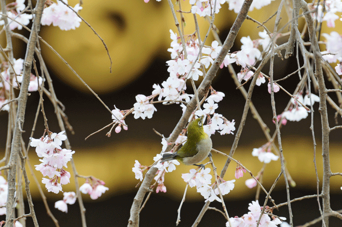 お花見_e0248688_17343923.gif