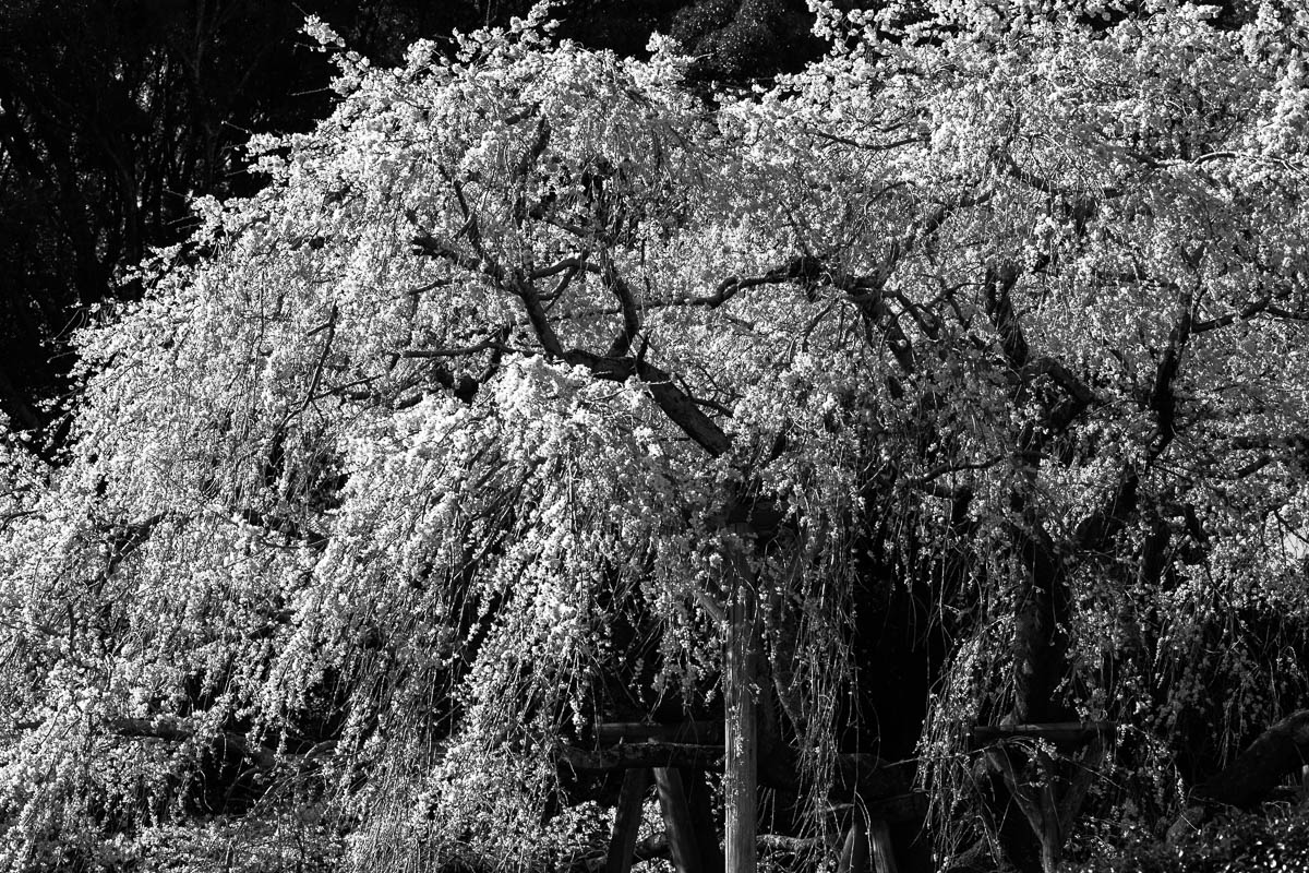 奥山田しだれ桜　モノクロVer._c0298391_2249077.jpg