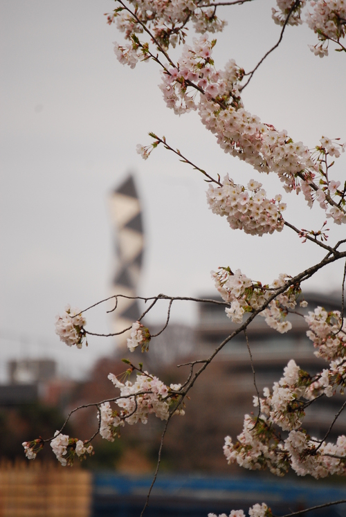 千波湖の桜_c0093892_235980.jpg