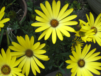 a0030594_1119212.gif