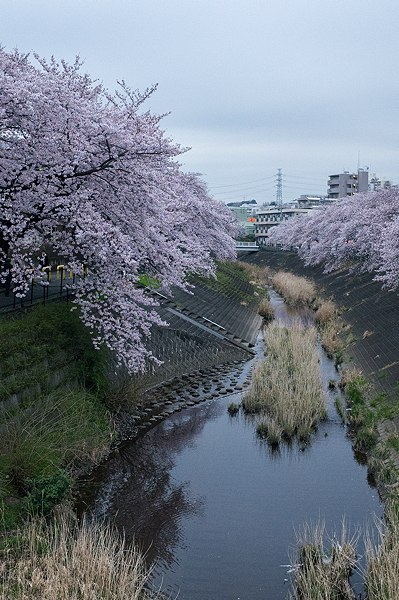 やっぱり桜_c0214494_18453652.jpg