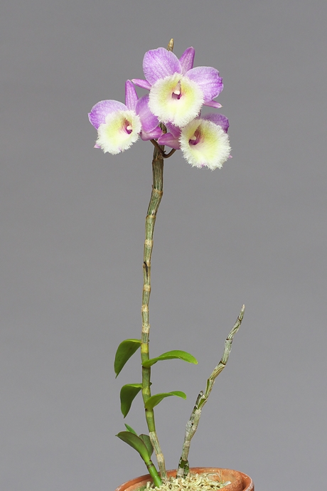Dendrobium (Den.) aphyllum (pierardii) 'Highlands' : 花咲か